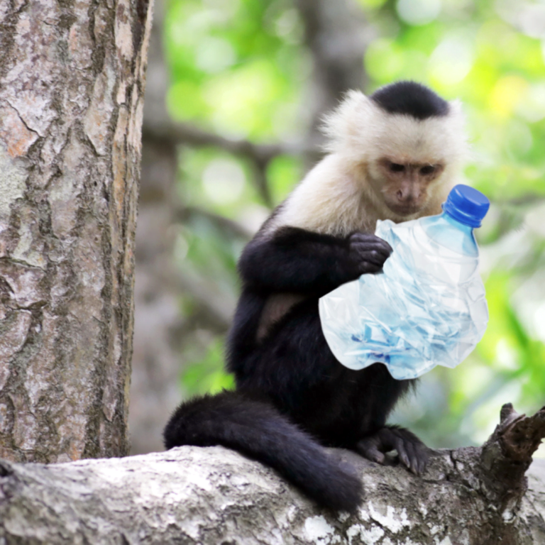 Monkey holding plastic bottle